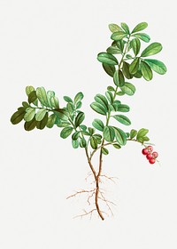 Vintage lingonberry evergreen plant illustration