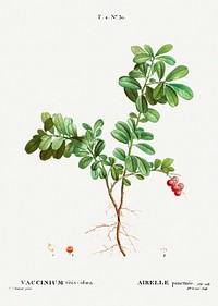 Lingonberry (Vaccinium vitis-idaea) from Trait&eacute; des Arbres et Arbustes que l&rsquo;on cultive en France en pleine terre (1801&ndash;1819) by Pierre-Joseph Redout&eacute;. Original from the New York Public Library. Digitally enhanced by rawpixel.