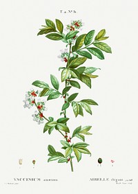Vaccinium amoenum from Trait&eacute; des Arbres et Arbustes que l&rsquo;on cultive en France en pleine terre (1801&ndash;1819) by <a href="https://www.rawpixel.com/search/Redout%C3%A9?sort=curated&amp;page=1">Pierre-Joseph Redout&eacute;</a>. Original from the New York Public Library. Digitally enhanced by rawpixel.