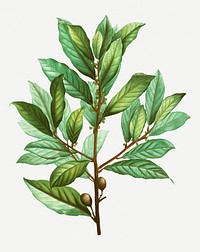 Vintage bay laurel plant illustration