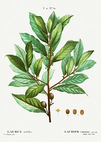 Bay laurel (Laurus nobilis) from Trait&eacute; des Arbres et Arbustes que l&rsquo;oncultive en France en pleine terre (1801&ndash;1819) by <a href="https://www.rawpixel.com/search/Redout%C3%A9?sort=curated&amp;page=1">Pierre-Joseph Redout&eacute;</a>. Original from the New York Public Library. Digitally enhanced by rawpixel.