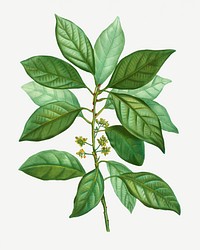 Vintage laurus borbonia plant illustration