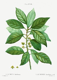 Laurus borbonia from Trait&eacute; des Arbres et Arbustes que l&rsquo;on cultive en France en pleine terre (1801&ndash;1819) by <a href="https://www.rawpixel.com/search/Redout%C3%A9?sort=curated&amp;page=1">Pierre-Joseph Redout&eacute;</a>. Original from the New York Public Library. Digitally enhanced by rawpixel.