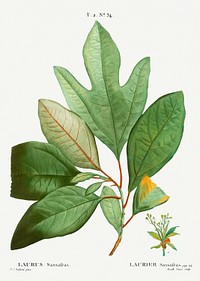 Laurels (Laurus sassafras) from Trait&eacute; des Arbres et Arbustes que l&rsquo;on cultive en France en pleine terre (1801&ndash;1819) by<a href="https://www.rawpixel.com/search/Redout%C3%A9?sort=curated&amp;page=1"> Pierre-Joseph Redout&eacute;</a>. Original from the New York Public Library. Digitally enhanced by rawpixel.