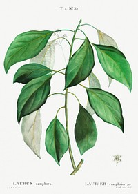 Camphor tree (Laurus camphora) from Trait&eacute; des Arbres et Arbustes que l&rsquo;on cultive en France en pleine terre (1801&ndash;1819) by <a href="https://www.rawpixel.com/search/Redout%C3%A9?sort=curated&amp;page=1">Pierre-Joseph Redout&eacute;</a>. Original from the New York Public Library. Digitally enhanced by rawpixel.