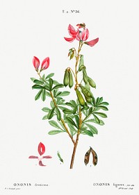 Ononis fruticosa from Trait&eacute; des Arbres et Arbustes que l&rsquo;on cultive en France en pleine terre (1801&ndash;1819) by <a href="https://www.rawpixel.com/search/Redout%C3%A9?sort=curated&amp;page=1">Pierre-Joseph Redout&eacute;</a>. Original from the New York Public Library. Digitally enhanced by rawpixel.