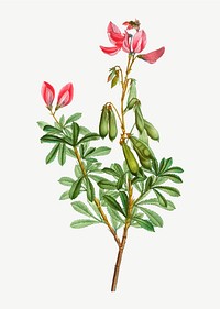 Vintage ononis fruticosa flower vector