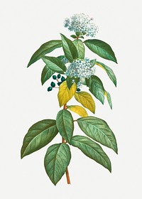 Vintage blooming laurustinus flower illustration