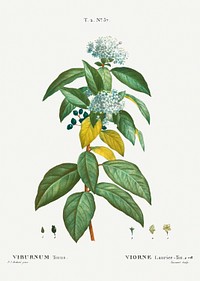 Laurustinus (Viburnum tinus) from Trait&eacute; des Arbres et Arbustes que l&rsquo;on cultive en France en pleine terre (1801&ndash;1819) by <a href="https://www.rawpixel.com/search/Redout%C3%A9?sort=curated&amp;page=1">Pierre-Joseph Redout&eacute;</a>. Original from the New York Public Library. Digitally enhanced by rawpixel.