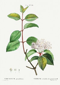 Blackhaw (Viburnum prunifolium) from Trait&eacute; des Arbres et Arbustes que l&rsquo;on cultive en France en pleine terre (1801&ndash;1819) by <a href="https://www.rawpixel.com/search/Redout%C3%A9?sort=curated&amp;page=1">Pierre-Joseph Redout&eacute;</a>. Original from the New York Public Library. Digitally enhanced by rawpixel.
