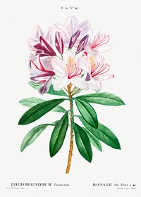 Rhododendron ponticum from Trait&eacute; des Arbres et Arbustes que l&rsquo;on cultive en France en pleine terre (1801&ndash;1819) by <a href="https://www.rawpixel.com/search/Redout%C3%A9?sort=curated&amp;page=1">Pierre-Joseph Redout&eacute;</a>. Original from the New York Public Library. Digitally enhanced by rawpixel.