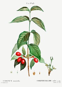 Dogwood (Cornus mas) from Trait&eacute; des Arbres et Arbustes que l&rsquo;on cultive en France en pleine terre (1801&ndash;1819) by <a href="https://www.rawpixel.com/search/Redout%C3%A9?sort=curated&amp;page=1">Pierre-Joseph Redout&eacute;</a>. Original from the New York Public Library. Digitally enhanced by rawpixel.