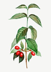 Vintage cornelian cherry plant vector