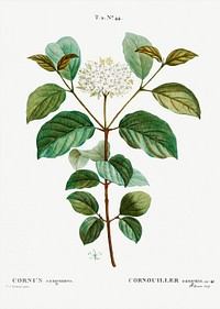 Common dogwood (Cornus sanguinea) from Trait&eacute; des Arbres et Arbustes que l&rsquo;on cultive en France en pleine terre (1801&ndash;1819) by <a href="https://www.rawpixel.com/search/Redout%C3%A9?sort=curated&amp;page=1">Pierre-Joseph Redout&eacute;</a>. Original from the New York Public Library. Digitally enhanced by rawpixel.