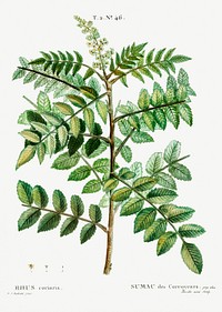 Sicilian sumac (Rhus coriaria) from Trait&eacute; des Arbres et Arbustes que l&rsquo;on cultive en France en pleine terre (1801&ndash;1819) by <a href="https://www.rawpixel.com/search/Redout%C3%A9?sort=curated&amp;page=1">Pierre-Joseph Redout&eacute;</a>. Original from the New York Public Library. Digitally enhanced by rawpixel.