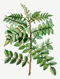 Vintage sicilian sumac leaves vector