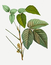 Vintage poison ivy leaves illustration