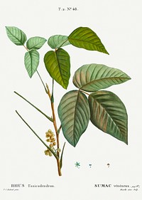 Poison ivy (Toxicodendron radicans) from Trait&eacute; des Arbres et Arbustes que l&rsquo;on cultive en France en pleine terre (1801&ndash;1819) by <a href="https://www.rawpixel.com/search/Redout%C3%A9?sort=curated&amp;page=1">Pierre-Joseph Redout&eacute;</a>. Original from the New York Public Library. Digitally enhanced by rawpixel.