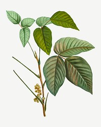 Vintage poison ivy leaves vector