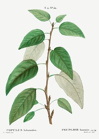 Balsam poplar (Populus balsamifera) from Trait&eacute; des Arbres et Arbustes que l&rsquo;on cultive en France en pleine terre (1801&ndash;1819) by <a href="https://www.rawpixel.com/search/Redout%C3%A9?sort=curated&amp;page=1">Pierre-Joseph Redout&eacute;</a>. Original from the New York Public Library. Digitally enhanced by rawpixel.