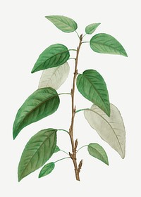 Vintage balsam poplar leaves vector