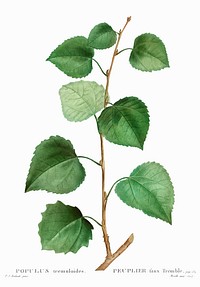 Aspen (populus tremuloides) from Trait&eacute; des Arbres et Arbustes que l&rsquo;on cultive en France en pleine terre (1801&ndash;1819) by <a href="https://www.rawpixel.com/search/Redout%C3%A9?sort=curated&amp;page=1">Pierre-Joseph Redout&eacute;</a>. Original from the New York Public Library. Digitally enhanced by rawpixel.