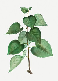 Vintage populus graeca plant illustration