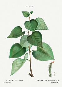 Populus graeca from Trait&eacute; des Arbres et Arbustes que l&rsquo;on cultive en France en pleine terre (1801&ndash;1819) by <a href="https://www.rawpixel.com/search/Redout%C3%A9?sort=curated&amp;page=1">Pierre-Joseph Redout&eacute;</a>. Original from the New York Public Library. Digitally enhanced by rawpixel.