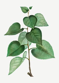 Vintage populus graeca plant vector