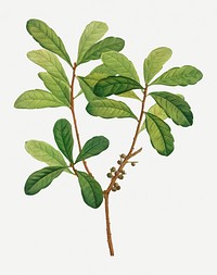 Vintage northern bayberry plant illustration