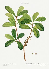 Northern bayberry, Myrica pensilvanica from Trait&eacute; des Arbres et Arbustes que l&rsquo;on cultive en France en pleine terre (1801&ndash;1819) by Pierre-Joseph Redout&eacute;. Original from the New York Public Library. Digitally enhanced by rawpixel.