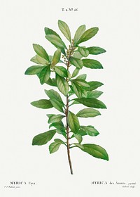 Firetree, Myrica faya from Trait&eacute; des Arbres et Arbustes que l&rsquo;on cultive en France en pleine terre (1801&ndash;1819) by <a href="https://www.rawpixel.com/search/Redout%C3%A9?sort=curated&amp;page=1">Pierre-Joseph Redout&eacute;</a>. Original from the New York Public Library. Digitally enhanced by rawpixel.