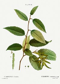 Common hornbeam, Carpinus betulus from Trait&eacute; des Arbres et Arbustes que l&rsquo;on cultive en France en pleine terre (1801&ndash;1819) by <a href="https://www.rawpixel.com/search/Redout%C3%A9?sort=curated&amp;page=1">Pierre-Joseph Redout&eacute;</a>. Original from the New York Public Library. Digitally enhanced by rawpixel.