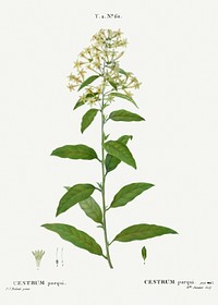 Green cestrum, Cestrum parqui from Trait&eacute; des Arbres et Arbustes que l&rsquo;on cultive en France en pleine terre (1801&ndash;1819) by <a href="https://www.rawpixel.com/search/Redout%C3%A9?sort=curated&amp;page=1">Pierre-Joseph Redout&eacute;</a>. Original from the New York Public Library. Digitally enhanced by rawpixel.