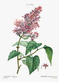 Comon lilac (Lilac vulgaris) from Trait&eacute; des Arbres et Arbustes que l&rsquo;on cultive en France en pleine terre (1801&ndash;1819) by <a href="https://www.rawpixel.com/search/Redout%C3%A9?sort=curated&amp;page=1">Pierre-Joseph Redout&eacute;</a>. Original from the New York Public Library. Digitally enhanced by rawpixel.