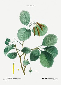 Mountain alder (Alnus communis) from Trait&eacute; des Arbres et Arbustes que l&rsquo;on cultive en France en pleine terre (1801&ndash;1819) by <a href="https://www.rawpixel.com/search/Redout%C3%A9?sort=curated&amp;page=1">Pierre-Joseph Redout&eacute;</a>. Original from the New York Public Library. Digitally enhanced by rawpixel.