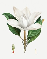 Vintage blooming southern magnolia illustration