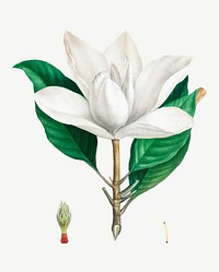 Vintage blooming southern magnolia vector