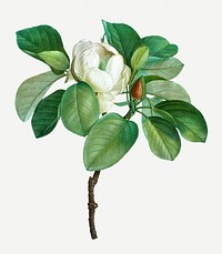 Vintage blooming magnolia flower illustration
