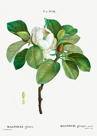 Magnolia (magnolia glauca) from Trait&eacute; des Arbres et Arbustes que l&rsquo;on cultive en France en pleine terre (1801&ndash;1819) by <a href="https://www.rawpixel.com/search/Redout%C3%A9?sort=curated&amp;page=1">Pierre-Joseph Redout&eacute;</a>. Original from the New York Public Library. Digitally enhanced by rawpixel.