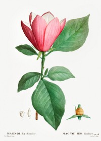 Lily magnolia (Magnolia discolor) from Trait&eacute; des Arbres et Arbustes que l&rsquo;on cultive en France en pleine terre (1801&ndash;1819) by <a href="https://www.rawpixel.com/search/Redout%C3%A9?sort=curated&amp;page=1">Pierre-Joseph Redout&eacute;</a>. Original from the New York Public Library. Digitally enhanced by rawpixel.
