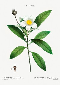 Loblolly bay (Gordonia lasianthus) from Trait&eacute; des Arbres et Arbustes que l&rsquo;on cultive en France en pleine terre (1801&ndash;1819) by <a href="https://www.rawpixel.com/search/Redout%C3%A9?sort=curated&amp;page=1">Pierre-Joseph Redout&eacute;</a>. Original from the New York Public Library. Digitally enhanced by rawpixel.
