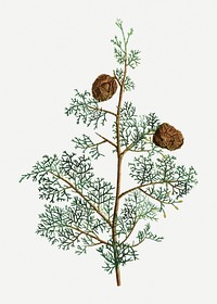 Vintage Mediterranean cypress plant illustration