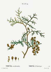 Northern white-cedar, Thuya occidentalis from Trait&eacute; des Arbres et Arbustes que l&rsquo;on cultive en France en pleine terre (1801&ndash;1819) by Pierre-Joseph Redout&eacute;. Original from the New York Public Library. Digitally enhanced by rawpixel.
