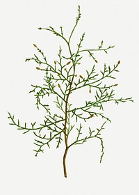 Vintage sictus tree branch plant illustration