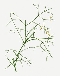 Vintage ephedra altissima branch plant illustration