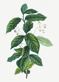Vintage broadleaf spindle plant illustration