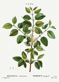 Common buckthorn, Rhamnus catharticus from Trait&eacute; des Arbres et Arbustes que l&rsquo;on cultive en France en pleine terre (1801&ndash;1819) by <a href="https://www.rawpixel.com/search/Redout%C3%A9?sort=curated&amp;page=1">Pierre-Joseph Redout&eacute;</a>. Original from the New York Public Library. Digitally enhanced by rawpixel.