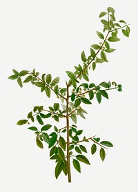 Vintage rock buckthorn branch plant illustration