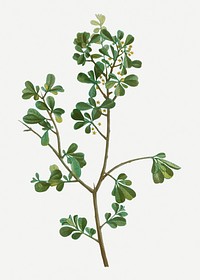Vintage European buckthorn branch plant illustration